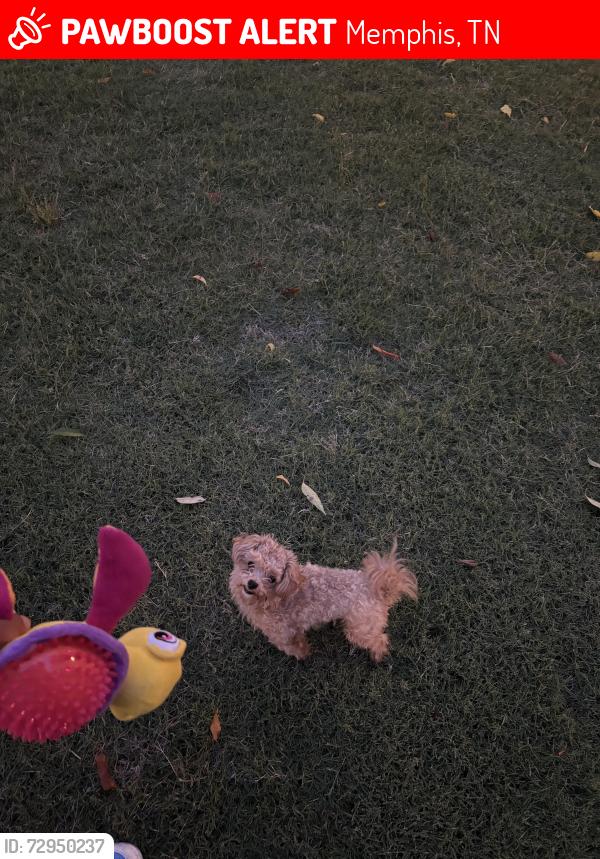 Lost Female Dog last seen Near Beckman Dr Memphis, TN  38135 United States, Memphis, TN 38135