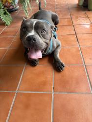 Reunited Male Dog last seen Hillside, gallagher, Laredo, TX 78041