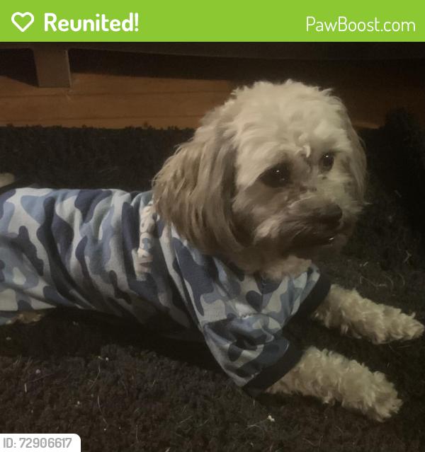Reunited Male Dog last seen Near and Juneau , Milwaukee, WI 53205