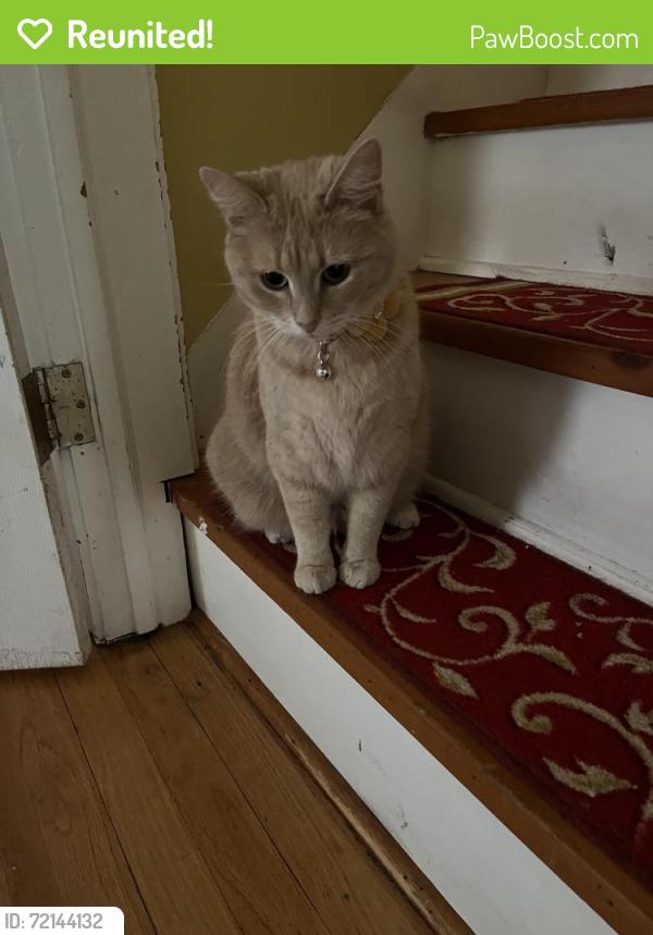 Reunited Female Cat last seen Lawrence/ Austin, Chicago, IL 60630