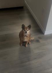 Reunited Female Dog last seen Waverly ests Neighborhood , Nevada, TX 75173