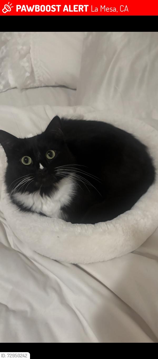 Lost Female Cat last seen Kathy street and Amaya, La Mesa, CA 91942