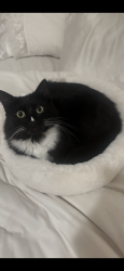 Lost Female Cat last seen Kathy street and Amaya, La Mesa, CA 91942