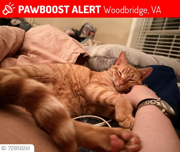 Lost Male Cat last seen Vallywood , Woodbridge, VA 22192