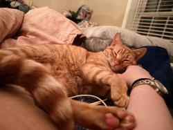 Lost Male Cat last seen Vallywood , Woodbridge, VA 22192