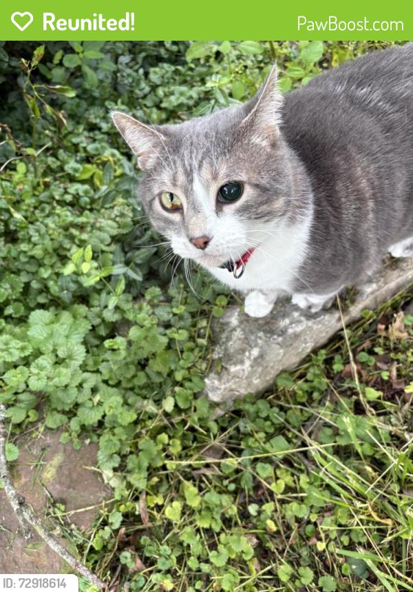 Reunited Female Cat last seen Leisure lane and Easy St, Greenwood, IN 46142