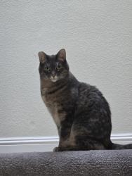 Reunited Female Cat last seen Cipriani, Belmont, CA 94002