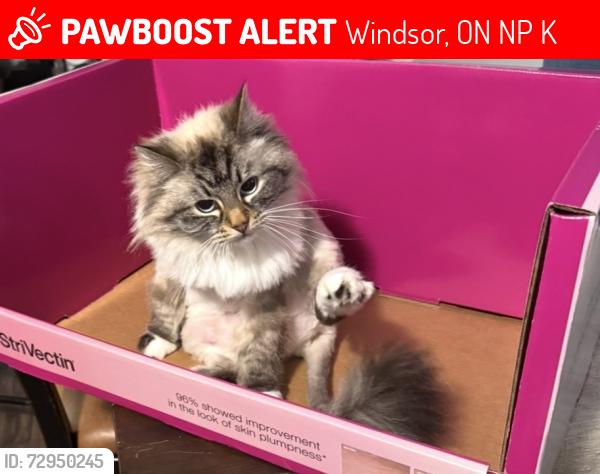 Lost Female Cat last seen Little River & Rendezvous , Windsor, ON N8P 1K6
