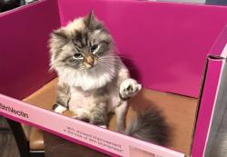 Lost Female Cat last seen Little River & Rendezvous , Windsor, ON N8P 1K6
