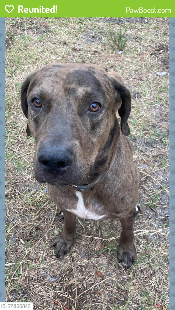 Reunited Male Dog last seen 18th Avenue South, St. Petersburg, FL 33711