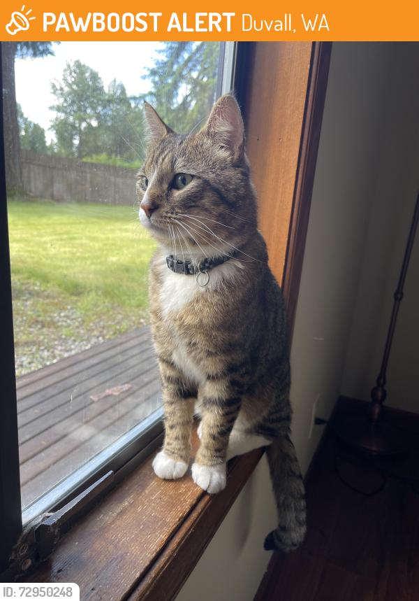 Found/Stray Male Cat last seen Cherry valley road and Mountain View road NE, Duvall, WA 98019