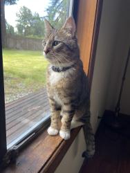 Found/Stray Male Cat last seen Cherry valley road and Mountain View road NE, Duvall, WA 98019