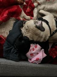 Reunited Male Dog last seen Appleblossom, La Puente, CA 91744