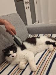 Reunited Female Cat last seen Dorset rd & Kingston rd, Toronto, ON M1M 2T1