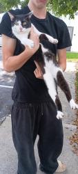 Found/Stray Male Cat last seen Sunshine drive n near dead end, Coconut Creek, FL 33066