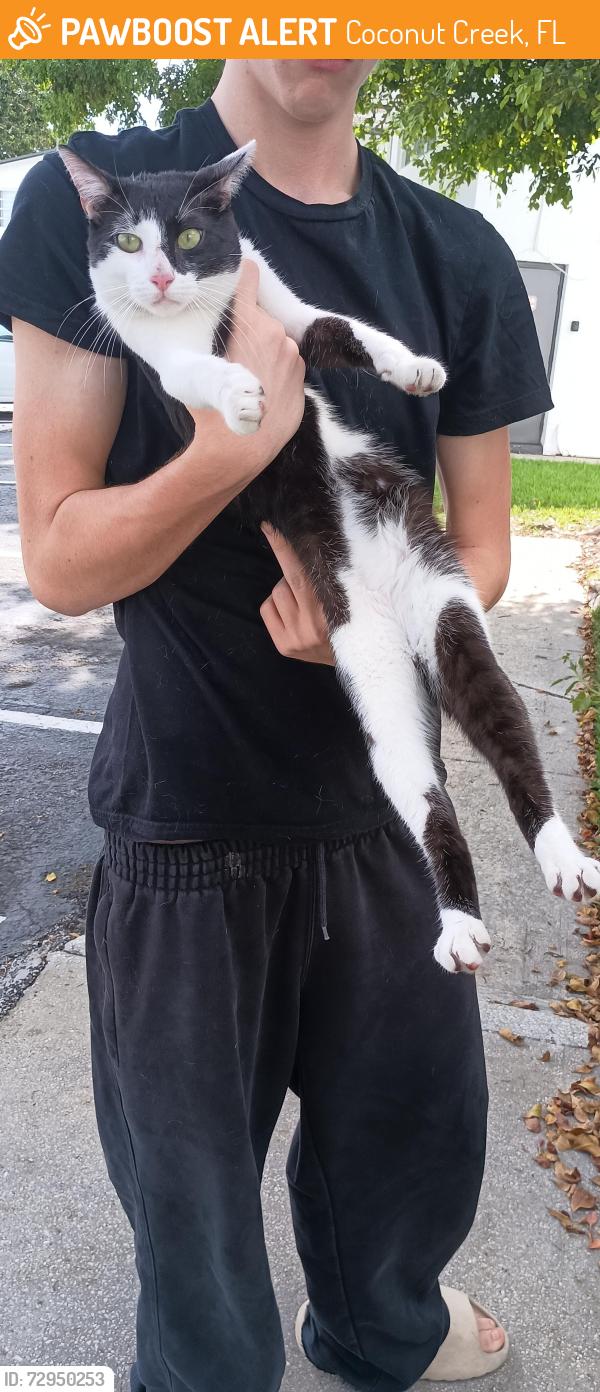 Found/Stray Male Cat last seen Sunshine drive n near dead end, Coconut Creek, FL 33066