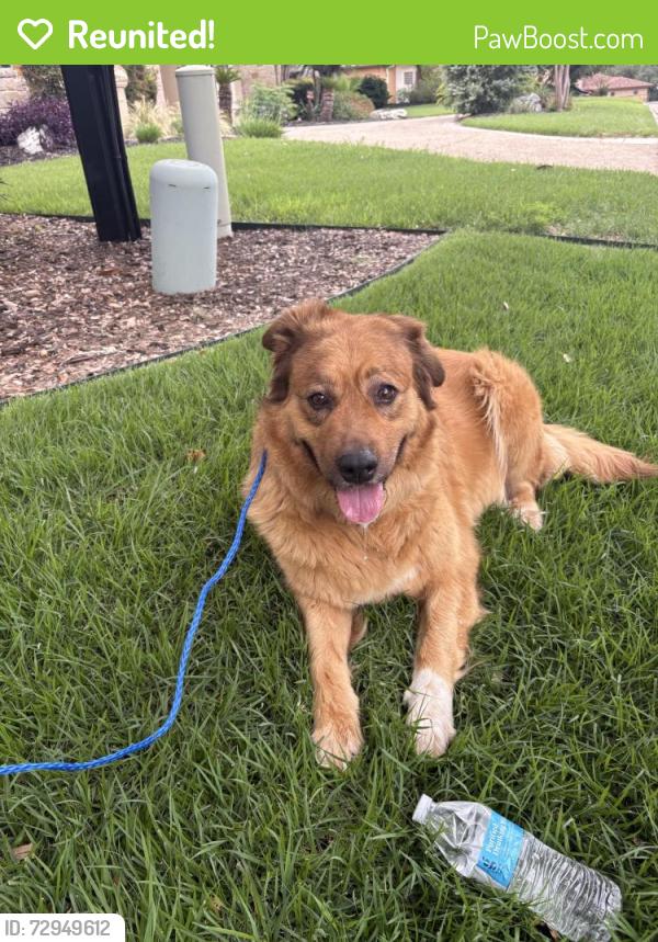 Reunited Female Dog last seen Messina and Folonari, San Antonio, TX 78258