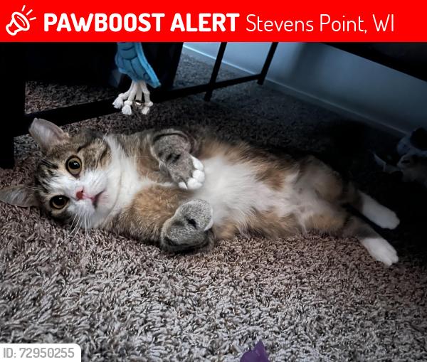 Lost Male Cat last seen Near Prentice St, Stevens Point, WI 54481