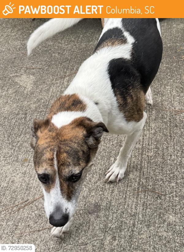 Found/Stray Unknown Dog last seen Percival Road , Columbia, SC 29211