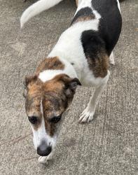 Found/Stray Unknown Dog last seen Percival Road , Columbia, SC 29211