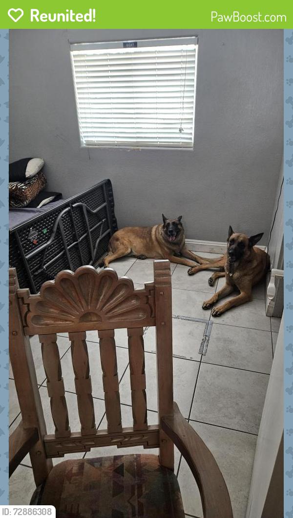 Reunited Female Dog last seen Belmont, Lake Mead, North Las Vegas, NV 89030
