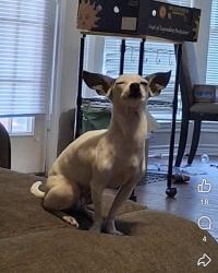 Reunited Female Dog last seen Near southern plantation dr, College Station, TX 77845