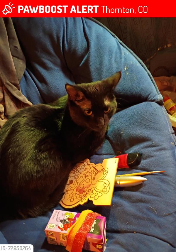 Lost Male Cat last seen 88th grant Street, Thornton, CO 80229