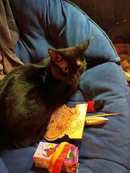 Lost Male Cat last seen 88th grant Street , Thornton, CO 80229