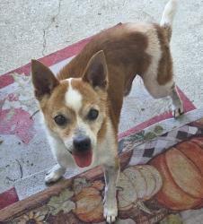 Reunited Male Dog last seen Medina Base Rd and Five Palms, San Antonio, TX 78242
