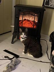 Reunited Male Cat last seen Near Ogema and Dell, Flint, MI 48507