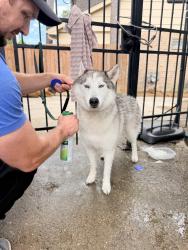 Reunited Female Dog last seen Shadow Valley Dr. , Harris County, TX 77379