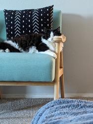 Lost Female Cat last seen Greenway and horizon, Henderson, NV 89002