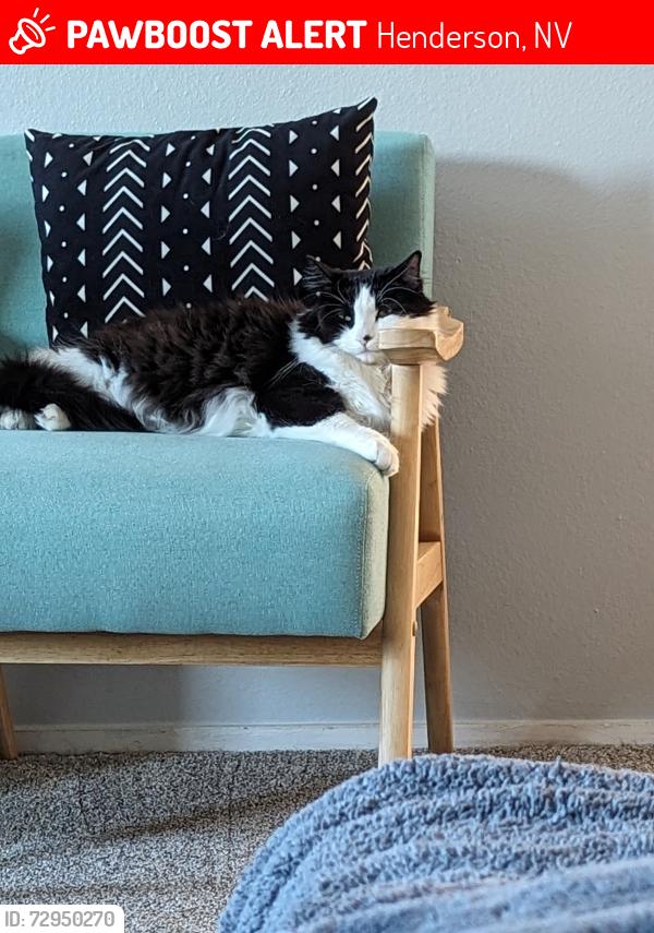 Lost Female Cat last seen Greenway and horizon, Henderson, NV 89002