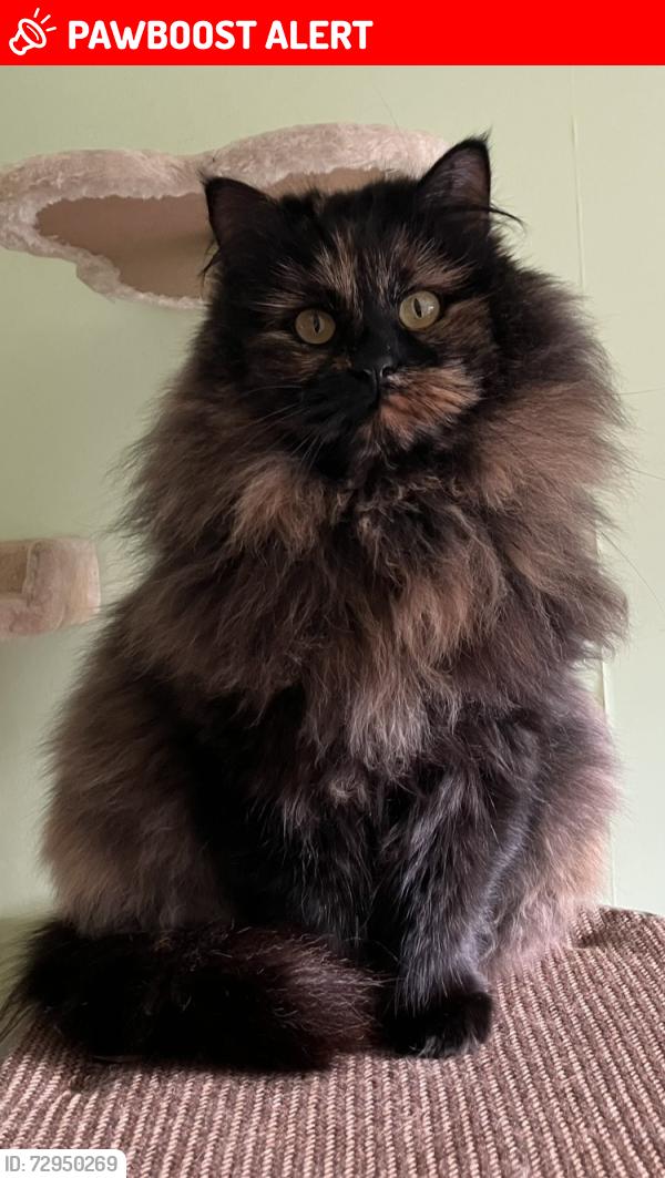 Lost Female Cat last seen Macneill Gardens, East Kilbride, Scotland G74