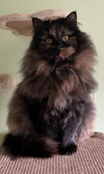 Lost Female Cat last seen Macneill Gardens, East Kilbride, Scotland G74