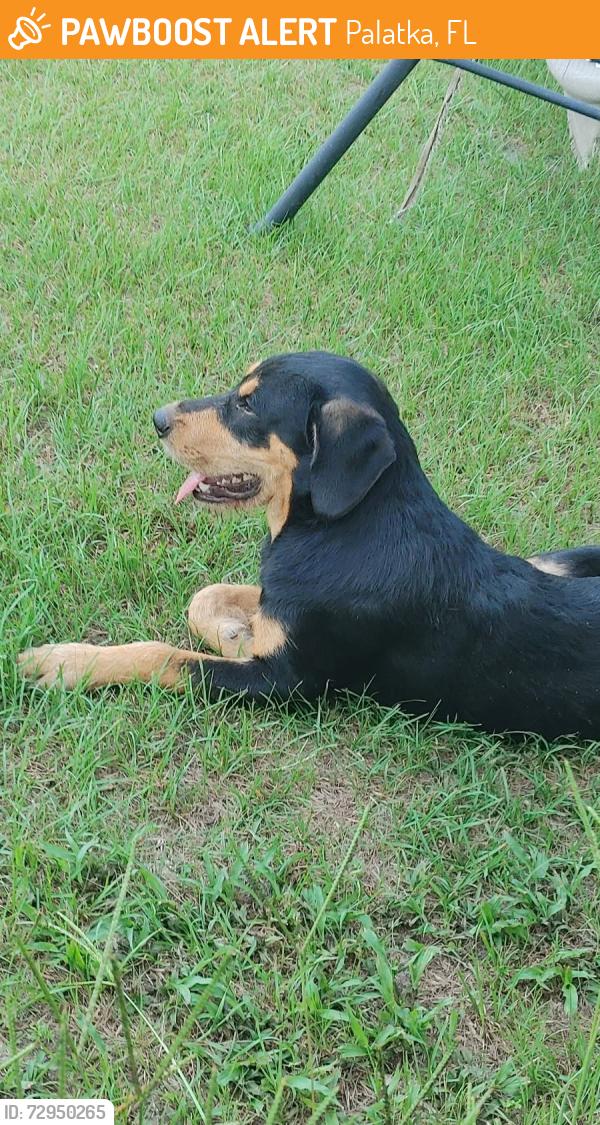 Found/Stray Male Dog last seen Highway 17 N and Adkins Ln Rice Creek Bridge , Palatka, FL 32177