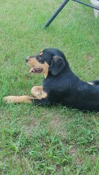 Found/Stray Male Dog last seen Highway 17 N and Adkins Ln Rice Creek Bridge , Palatka, FL 32177