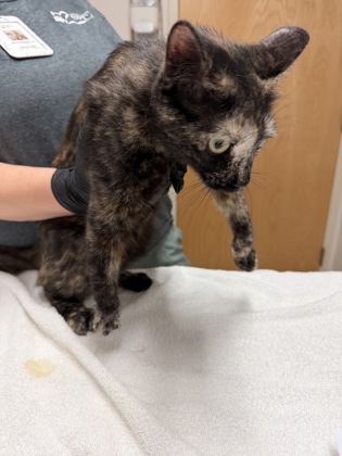 Shelter Stray Female Cat last seen Rancho Cordova, CA 95827, Sacramento, CA 95828