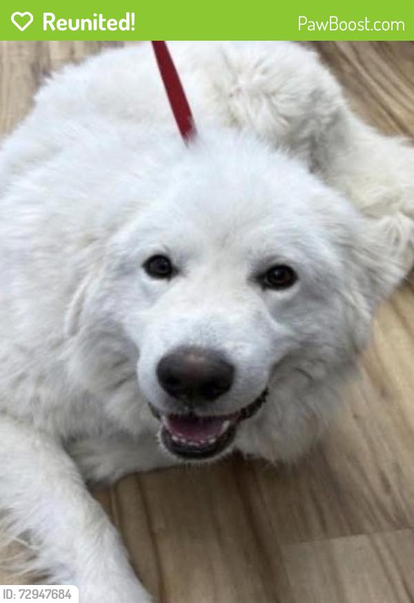 Reunited Male Dog last seen Belt Line Rd, Richardson, TX, USA, Richardson, TX 75240