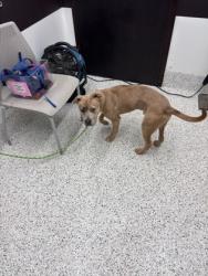 Shelter Stray Male Dog last seen Atlanta, GA 30354, Atlanta, GA 30336