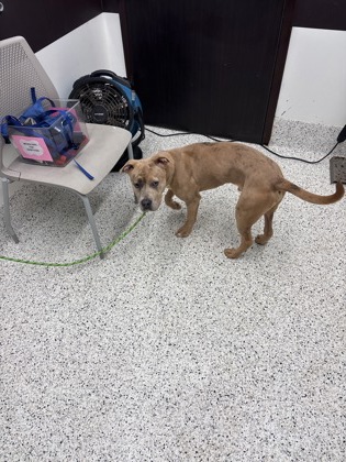 Shelter Stray Male Dog last seen Atlanta, GA 30354, Atlanta, GA 30336