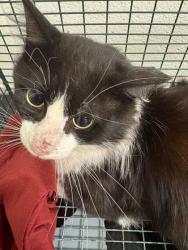 Shelter Stray Unknown Cat last seen Powell, TN 37849, Knoxville, TN 37919
