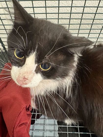 Shelter Stray Unknown Cat last seen Powell, TN 37849, Knoxville, TN 37919