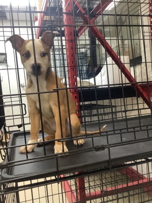 Shelter Stray Female Dog last seen , TX , Fort Worth, TX 76119