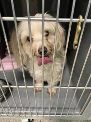 Shelter Stray Male Dog last seen Noblesville, IN 46060, Fishers, IN 46038