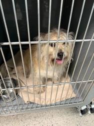 Shelter Stray Male Dog last seen Noblesville, IN 46060, Fishers, IN 46038