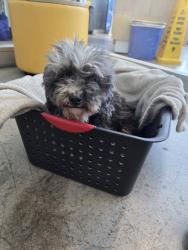 Shelter Stray Female Dog last seen , TX , Fort Worth, TX 76119