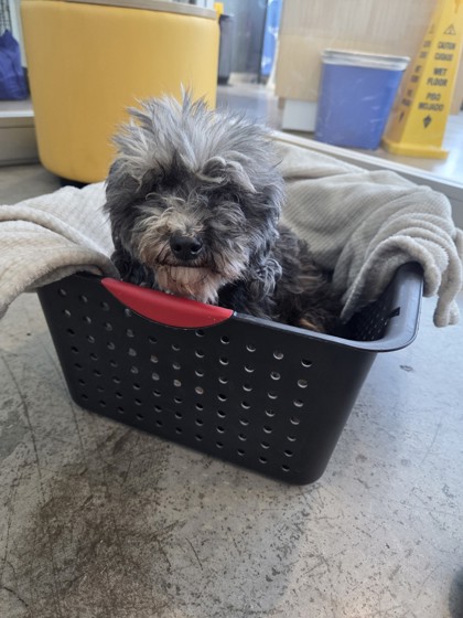 Shelter Stray Female Dog last seen , TX , Fort Worth, TX 76119