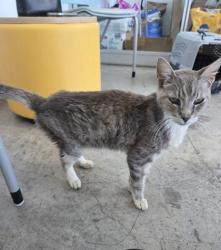 Shelter Stray Male Cat last seen , TX , Fort Worth, TX 76119