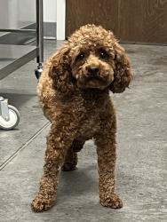Shelter Stray Female Dog last seen Moncks Corner, SC 29461, North Charleston, SC 29406